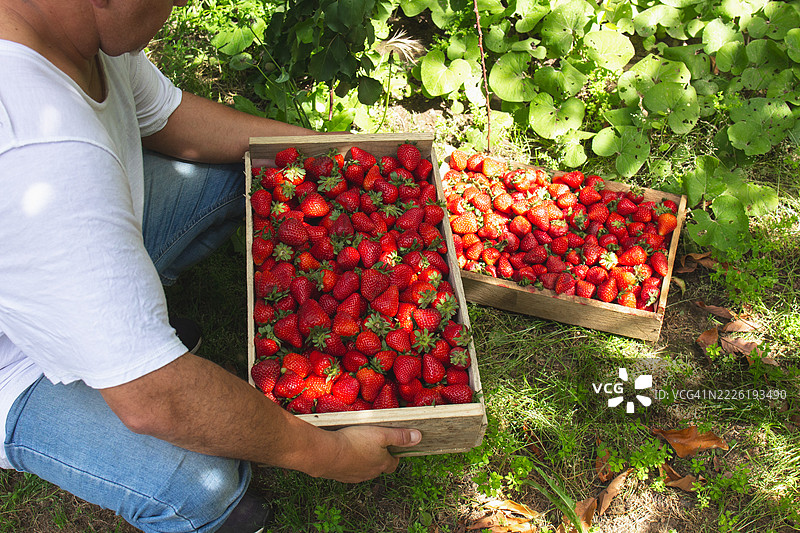 一个人手持一个装满成熟红草莓的木箱，在阳光明媚的花园里。图片素材