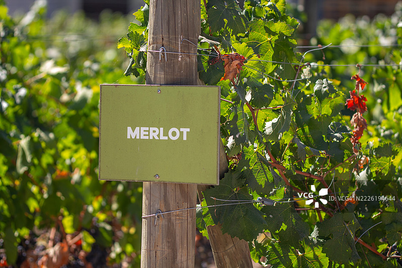 晚间阳光下的梅洛葡萄园标志图片素材