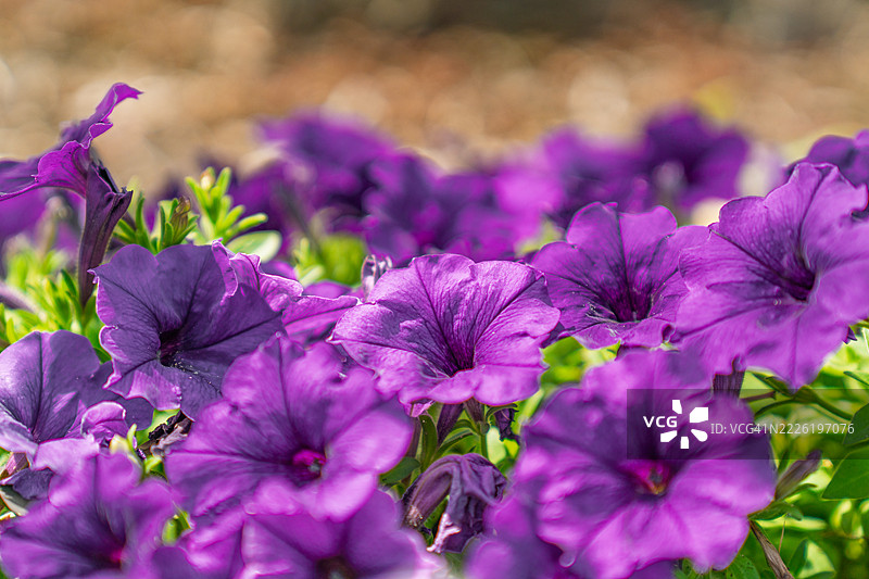 夏日阳光下的天鹅绒紫色矮牵牛花。图片素材