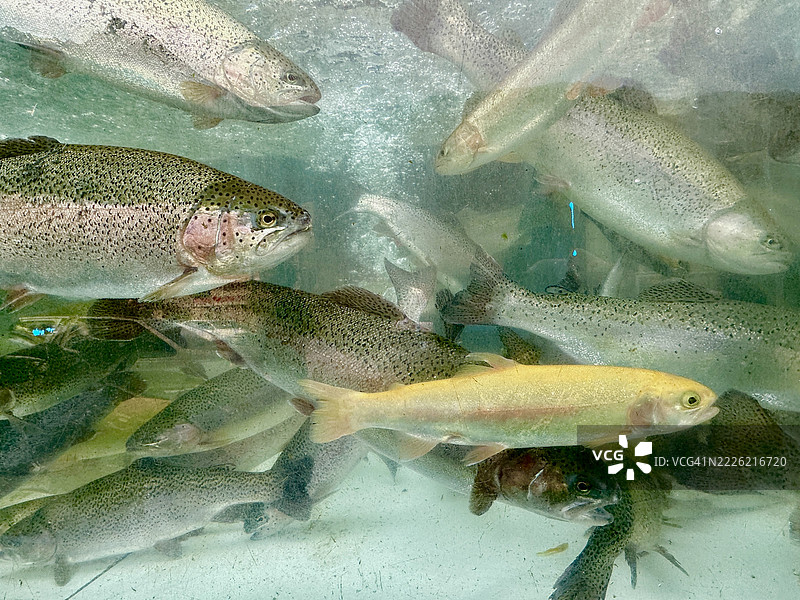 水中美丽的鱼类图片素材