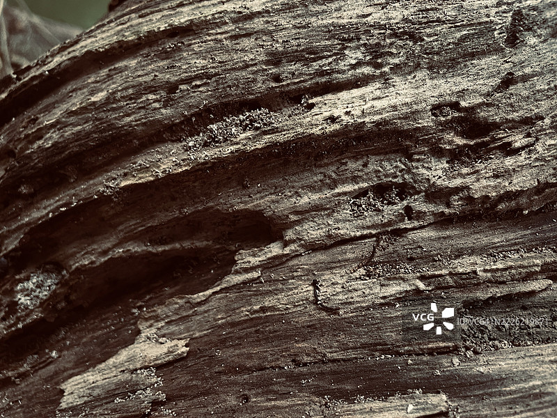 树皮特写图片素材