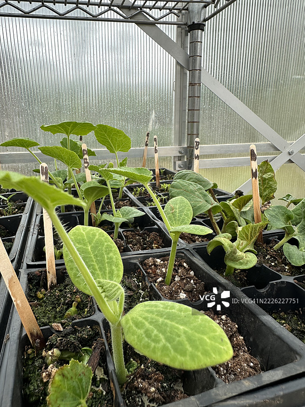 温室幼苗图片素材