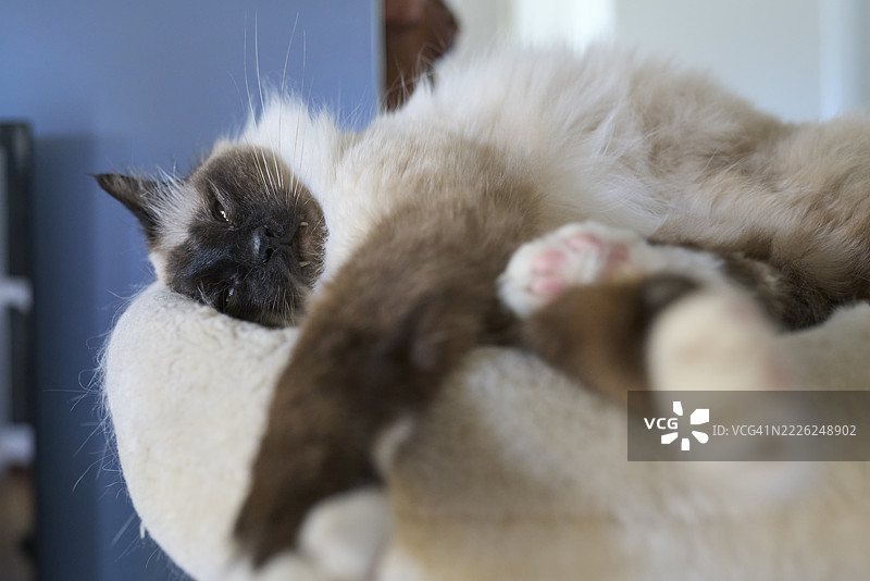 室内放松的缅因猫肖像，坐在猫树上图片素材