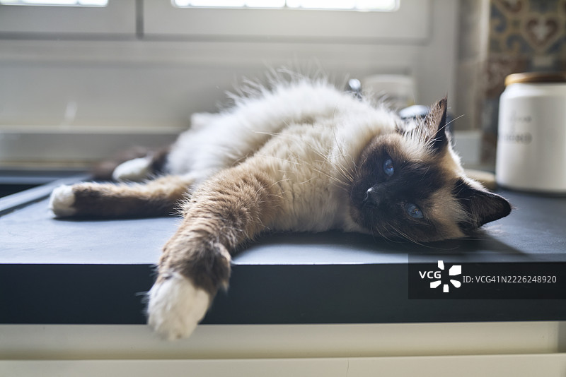 在厨房台面上放松的缅甸猫肖像图片素材