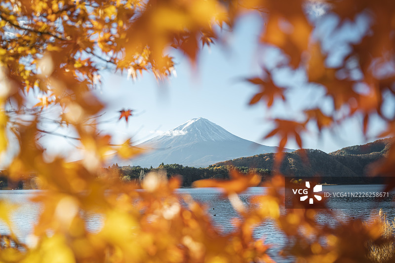 被枫叶框住的富士山，日本图片素材