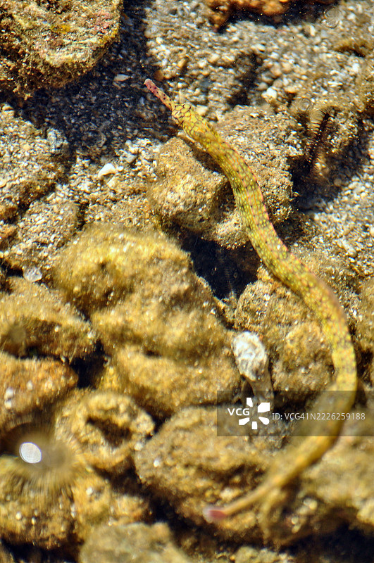 一条管鱼伪装在岩石和碎石的水下底质中。图片素材