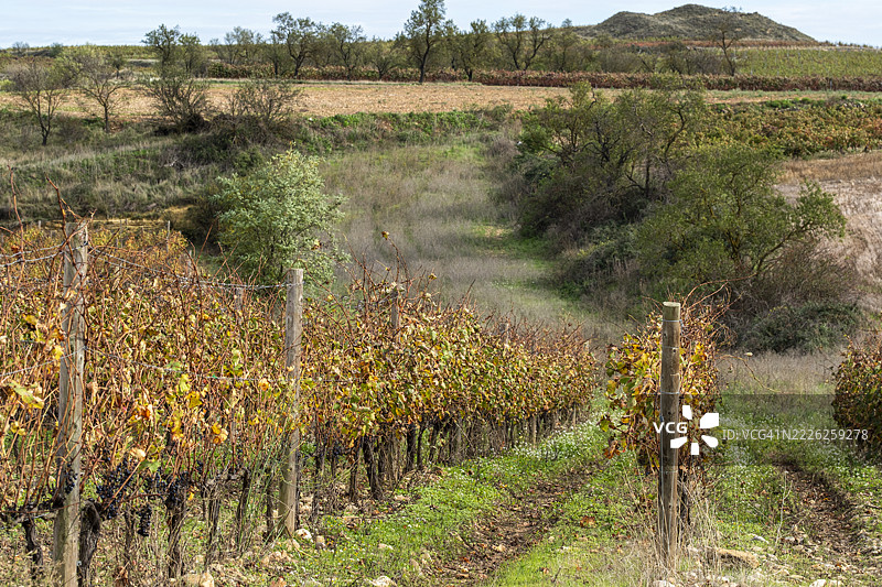 秋季葡萄藤间的小径穿过拉里奥哈的葡萄园图片素材