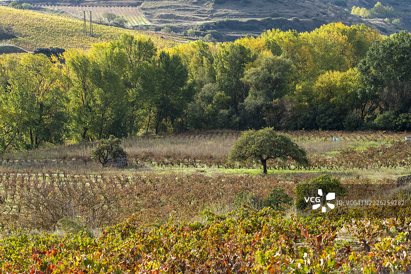 西班牙拉里奥哈的葡萄园梯田与森林边缘的收获季节图片素材