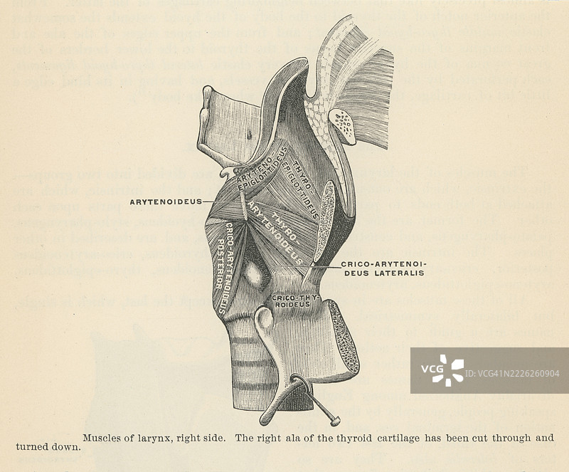 喉部肌肉的老式雕刻插图（右侧）图片素材