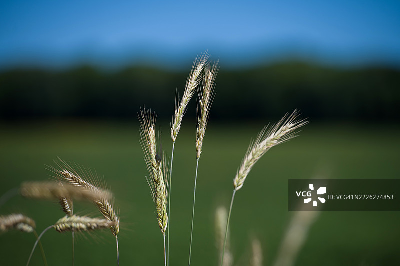 麦田里生长的麦穗图片素材