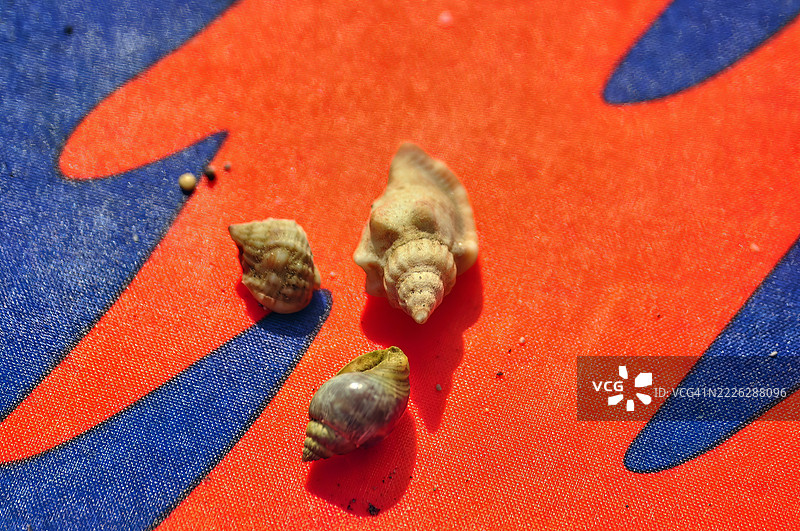 三只小型浅色的腹足类贝壳。图片素材