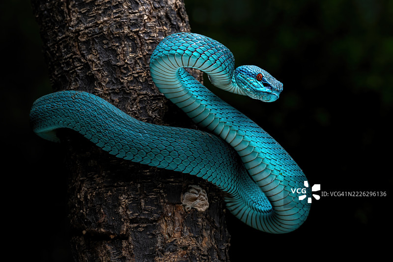 蓝白唇蝮蛇图片素材