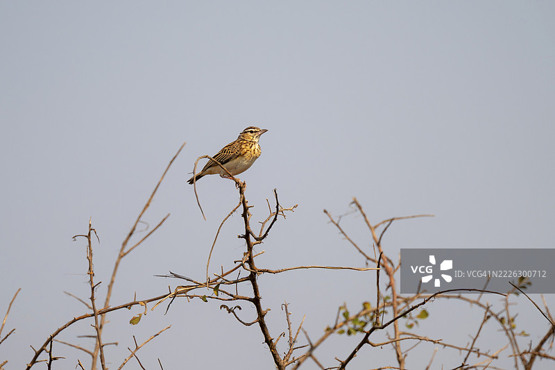 南非克鲁格国家公园的一只云雀（Calendulauda）栖息在树枝上图片素材
