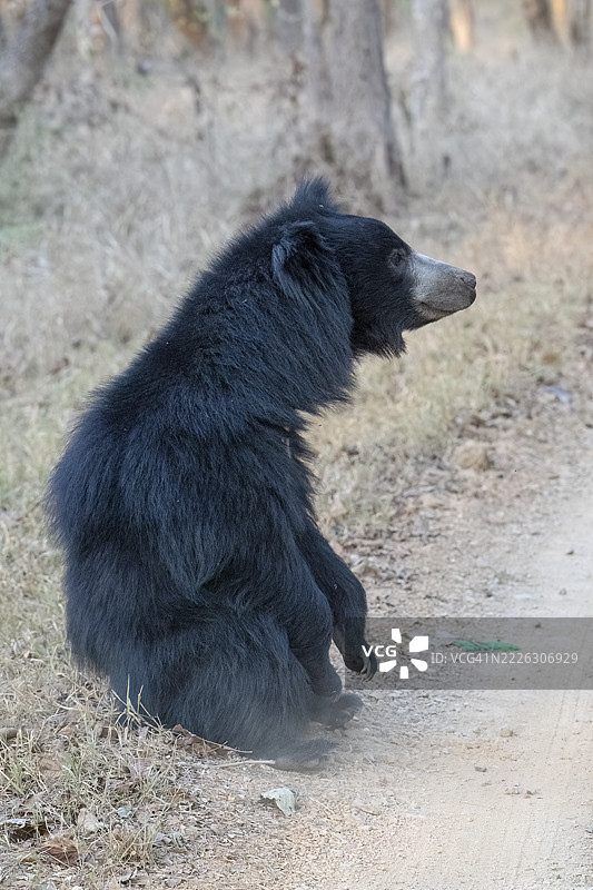 懒熊(Melursus ursinus),熊(Ursidae),食肉动物(Carnivora),巴鲁,舒适,直立,萨图拉国家公园,老虎保护区,中央邦,帕赫马尔希生物圈保护区,印度图片素材