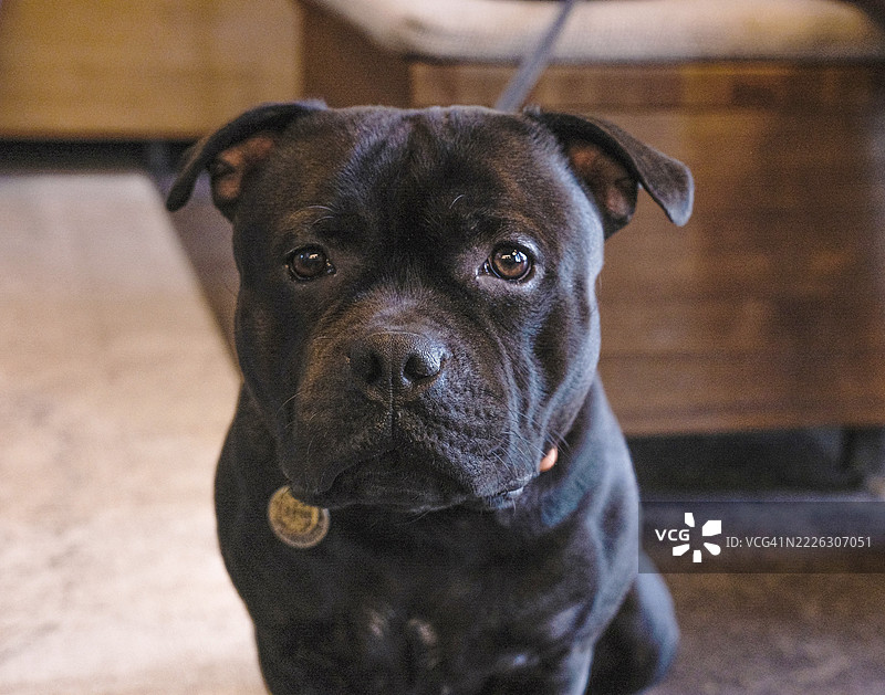 一只严肃的黑色斯塔福德郡斗牛犬肖像图片素材