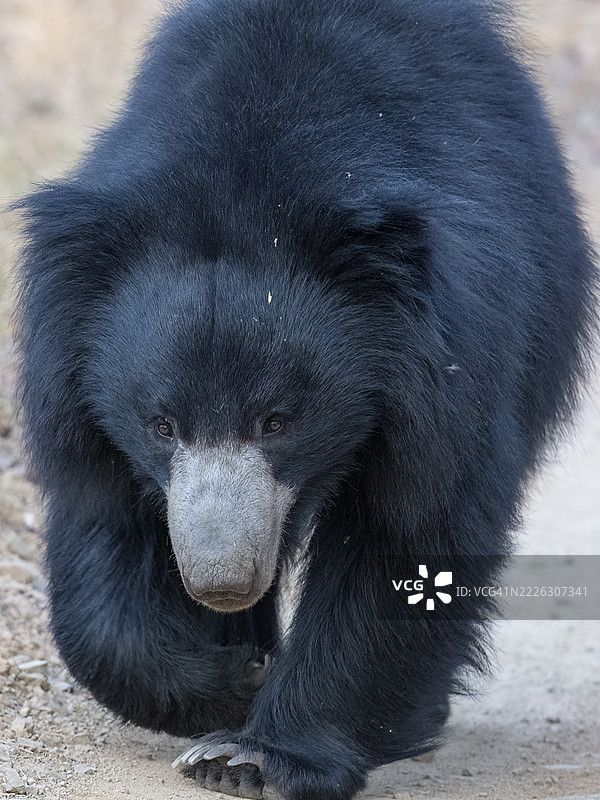 懒熊(Melursus ursinus),熊(Ursidae),食肉动物(Carnivora),巴鲁,动物肖像,萨图拉国家公园,老虎保护区,中央邦,帕赫马里生物圈保护区,印度图片素材