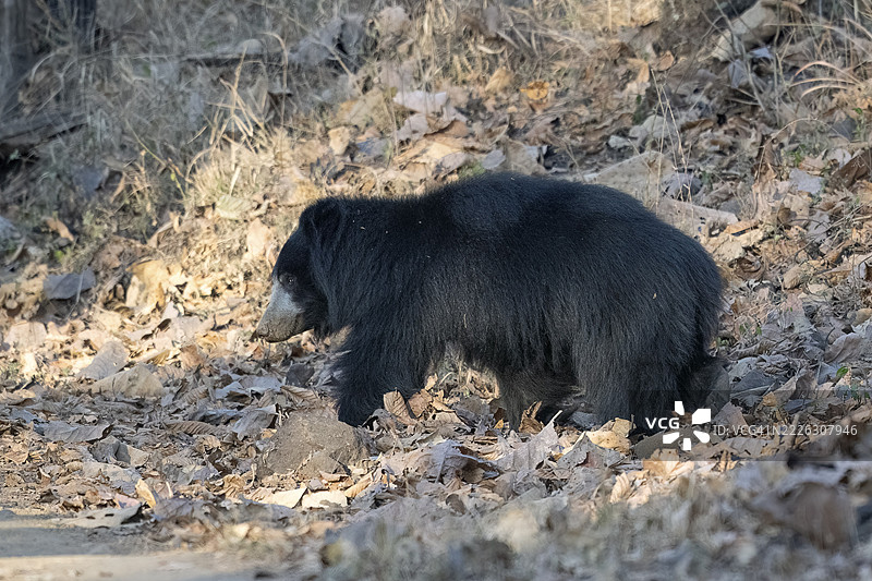树懒熊（Melursus ursinus），熊（Ursidae），食肉动物（Carnivora），萨图拉国家公园，老虎保护区，中央邦，帕赫马尔希生物圈保护区，印度图片素材