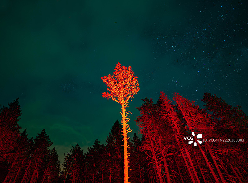 充满活力的超现实红色夜景，树木在星空下。图片素材