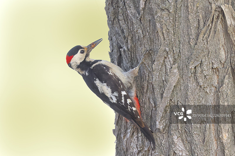 血色啄木鸟（Dendrocopos syriacus）雄性，在树干上寻找食物，野生动物，动物，鸟类，啄木鸟，齐格斯湖，诺伊西德尔湖国家公园，西芬克尔，布尔根兰，东欧图片素材