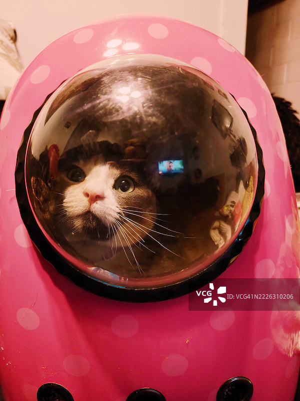 猫咪运输工具图片素材