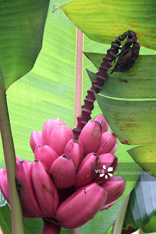 粉色香蕉，一种带有果核的香蕉图片素材