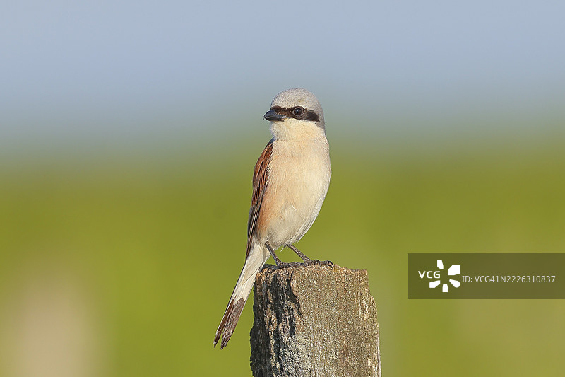 红背伯劳(Lanius collurio)雄性栖息在柱子上,寻找猎物,野生动物,候鸟,动物,鸟类,齐格湖,诺伊西德尔湖-泽温克尔国家公园,奥地利布尔根兰州图片素材