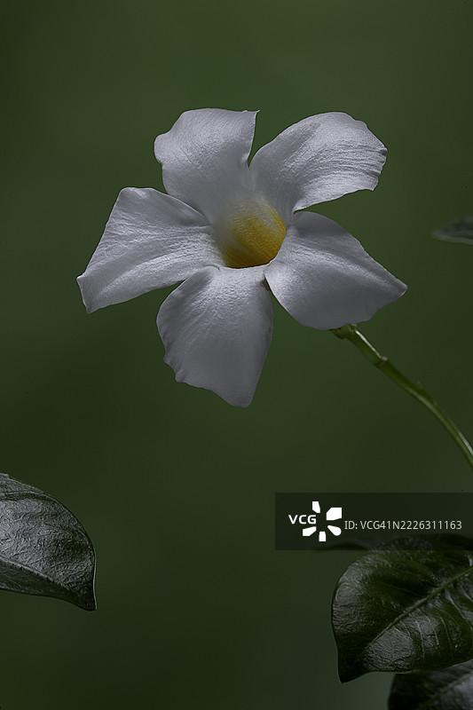 曼德维拉 '里约白' (迪普兰迪亚)图片素材