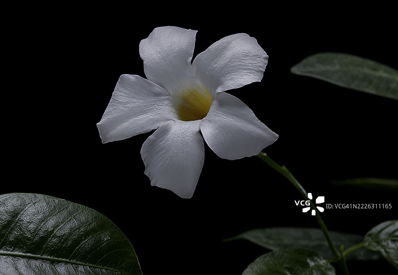 曼德维拉 '里约白' (迪普兰迪亚)图片素材