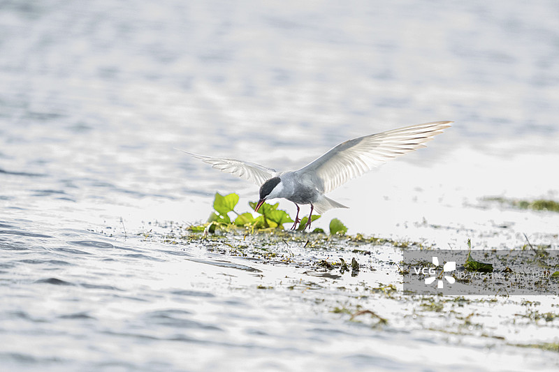 Chlidonias hybrida，罗马尼亚图尔恰图片素材