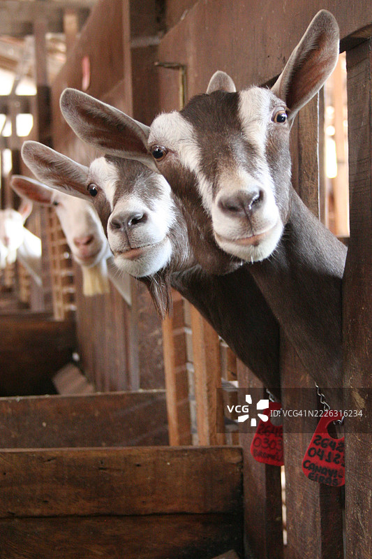 山羊农场，设有储存区和饲料水槽图片素材