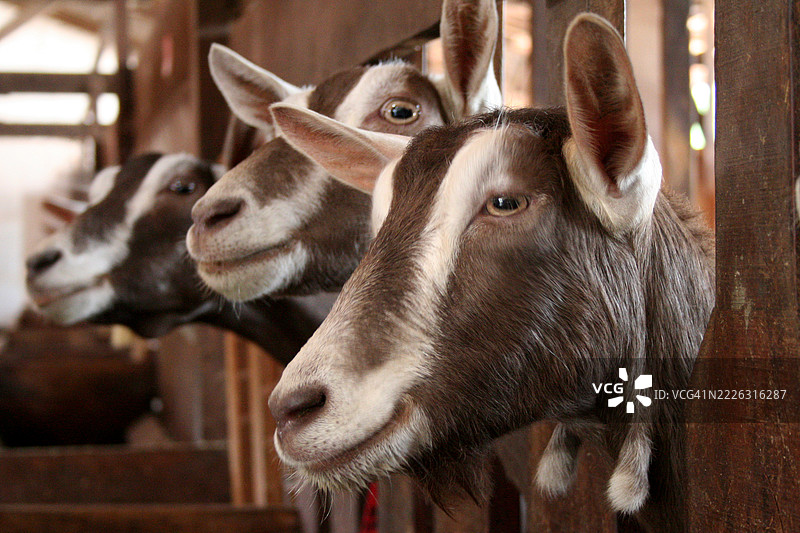 山羊农场，设有储存区和饲料水槽图片素材