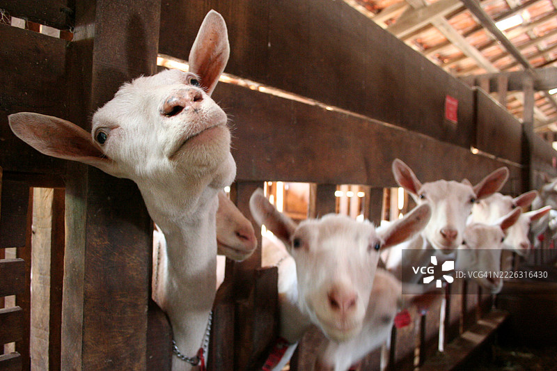 山羊农场，设有储存区和饲料水槽图片素材