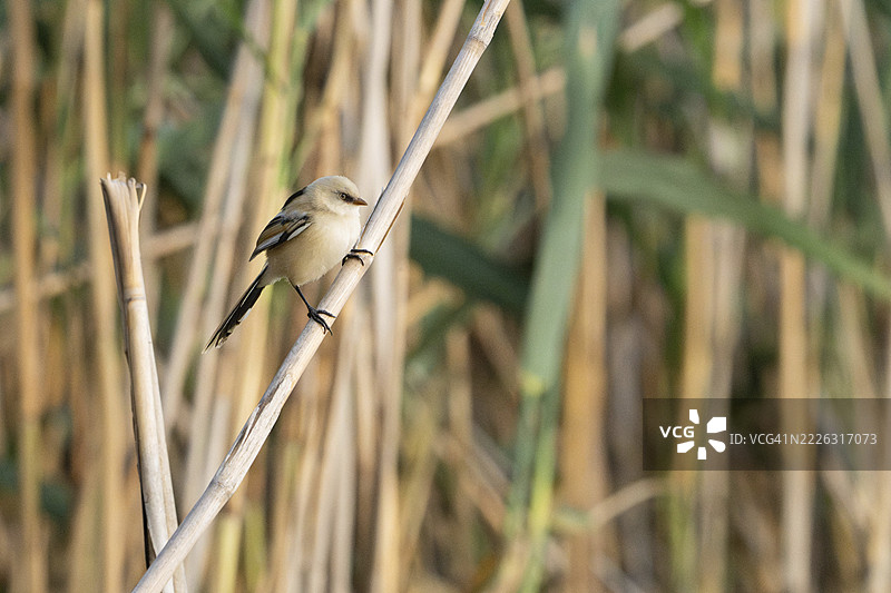 双眉雀，罗马尼亚图尔恰图片素材
