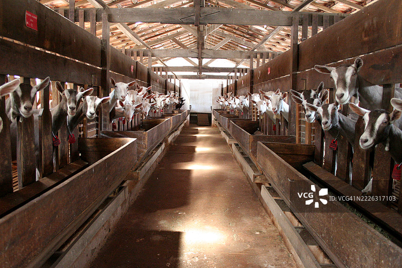 山羊农场，设有储存区和饲料水槽图片素材