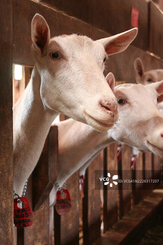 山羊农场，设有储存区和饲料水槽图片素材