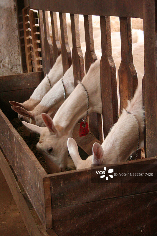 山羊农场，设有储存区和饲料水槽图片素材