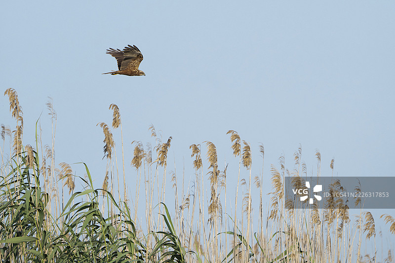 白尾海雕，罗马尼亚图尔恰图片素材