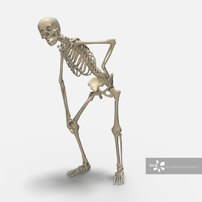 3D人类骨骼，背痛，腰痛，孤立展示图片素材