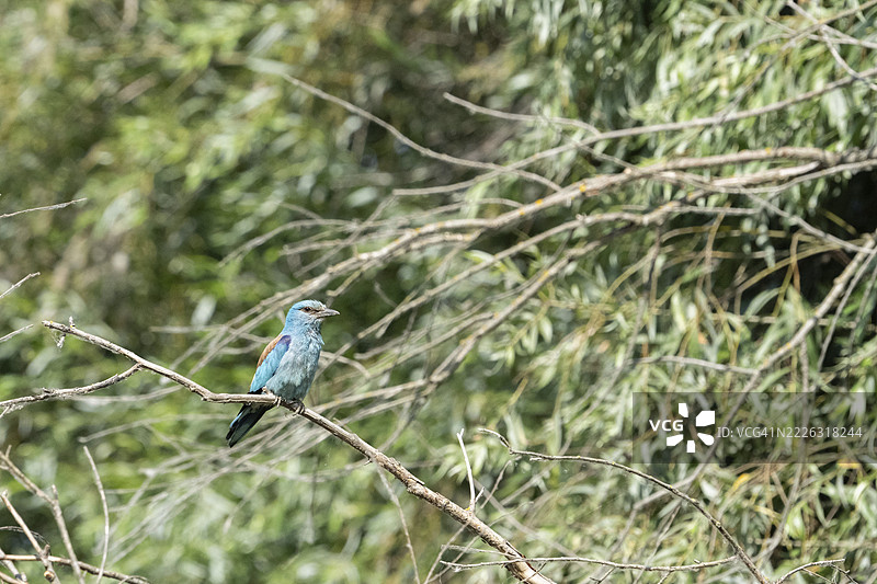 蓝喉蜂虎，罗马尼亚图尔恰图片素材