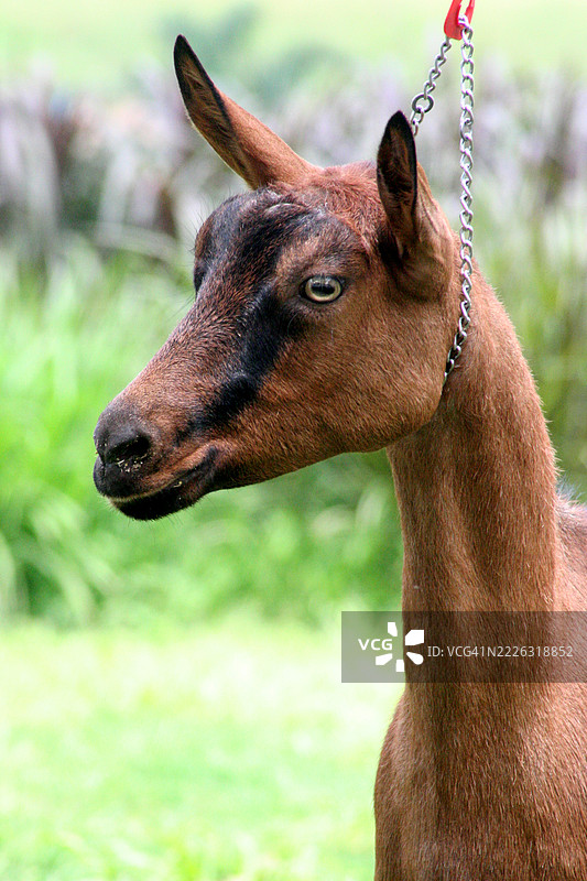 山羊在农场的牧场上悠闲地走着，周围有丰富的食物。图片素材