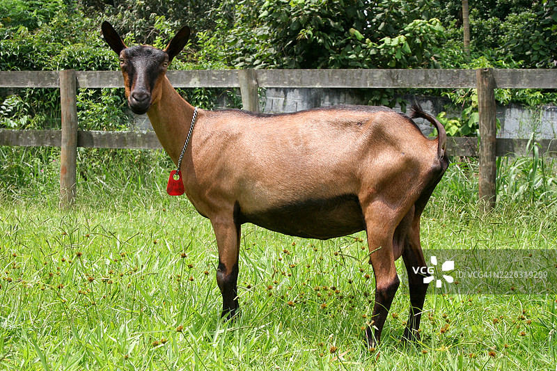 山羊在农场的草地上悠闲地走着，周围有丰富的食物。图片素材