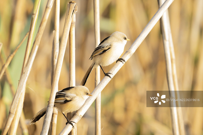 双眉雀，罗马尼亚图尔恰图片素材