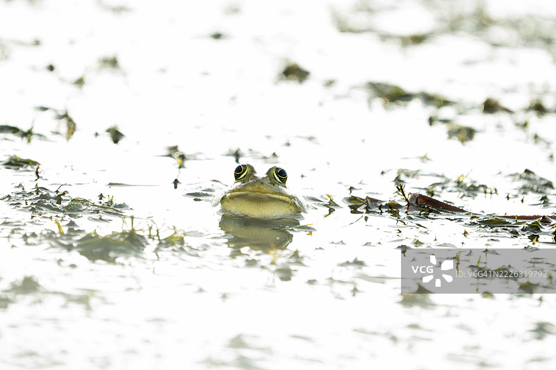 Pelophylax kurtmuelleri，罗马尼亚图尔恰图片素材