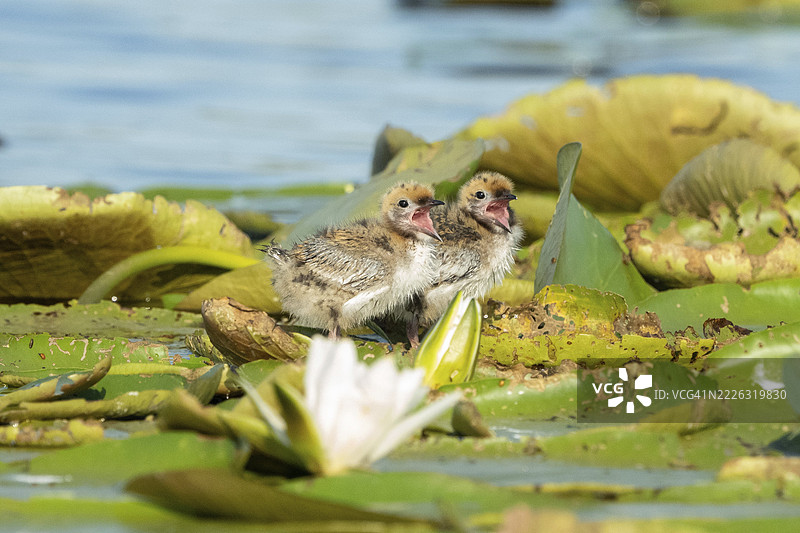 海鸥，罗马尼亚图尔恰图片素材
