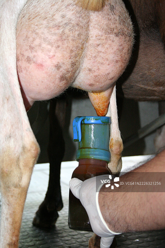 机械厅用于收集山羊奶图片素材