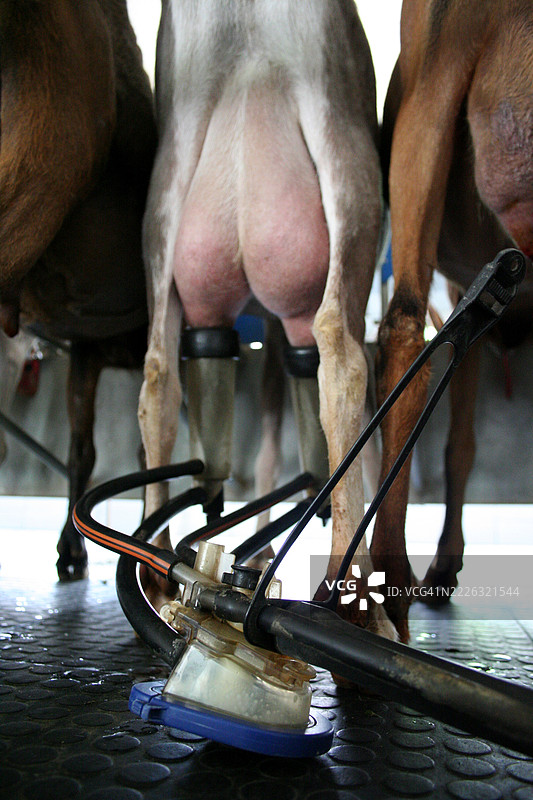 机械厅用于收集山羊奶图片素材