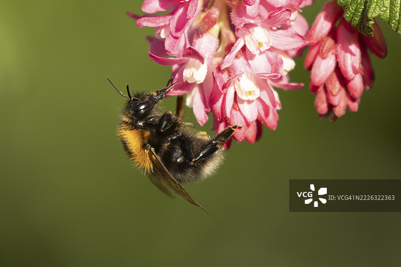 胖尾大黄蜂（Bombus terrestris）成年蜜蜂在春季英国国王爱德华七世花黑加仑树花上采蜜图片素材