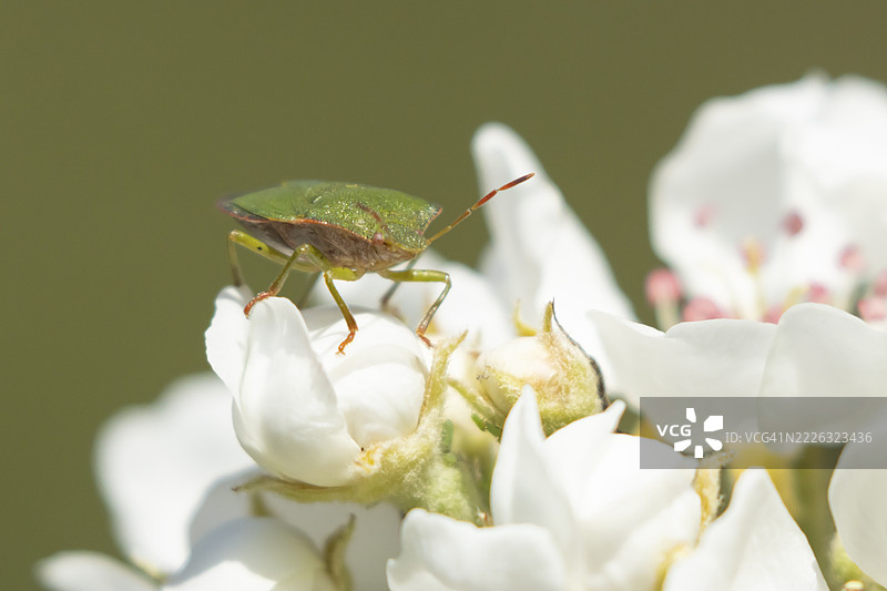春季英格兰的苹果树花朵上的红肚子刺虫（Acanthosoma haemorrhoidale）成虫图片素材