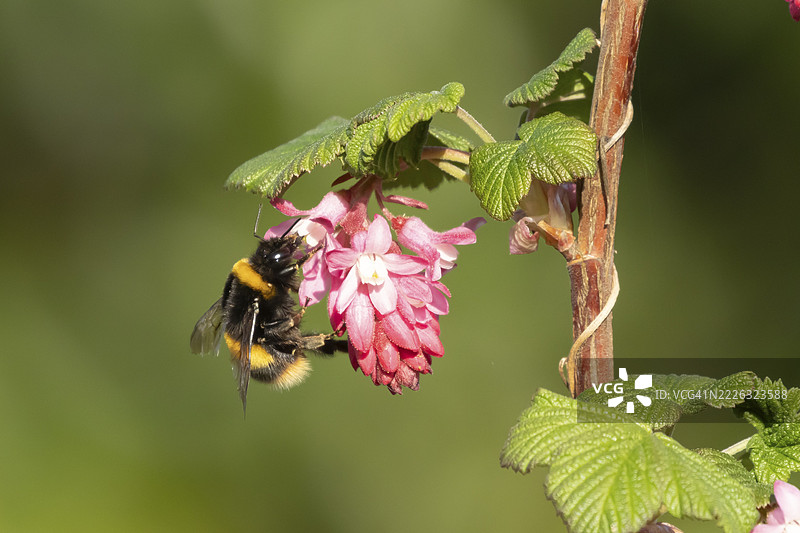胖尾大黄蜂（Bombus terrestris）成年蜜蜂在春季英格兰的国王爱德华七世花黑加仑树花上采蜜图片素材