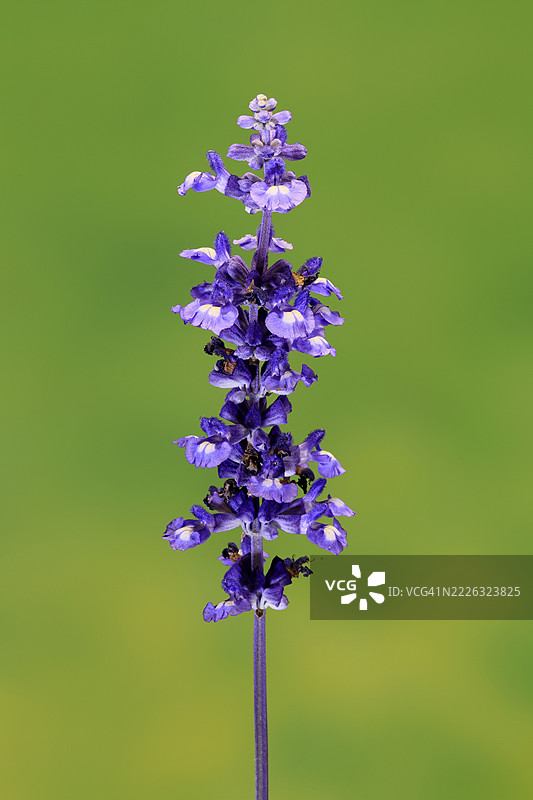 米利杯鼠尾草（Salvia farinacea），开花，花朵，埃勒斯塔特，德国图片素材